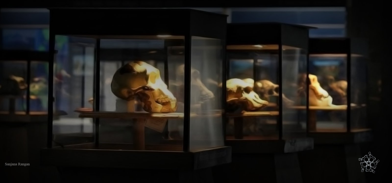 Skull Casts Sanganakalllu Museum Ballari